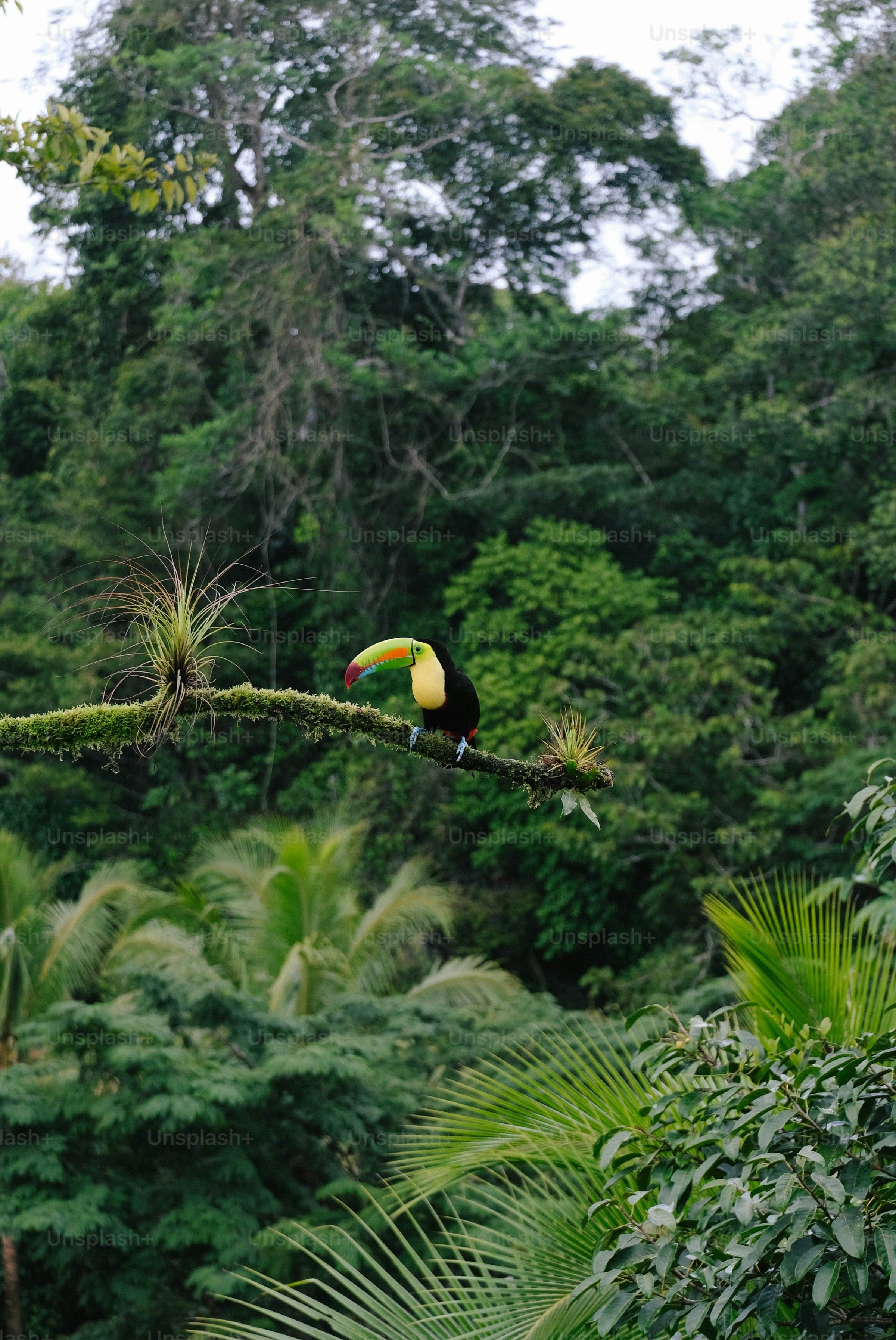 Voyage au Costa Rica
