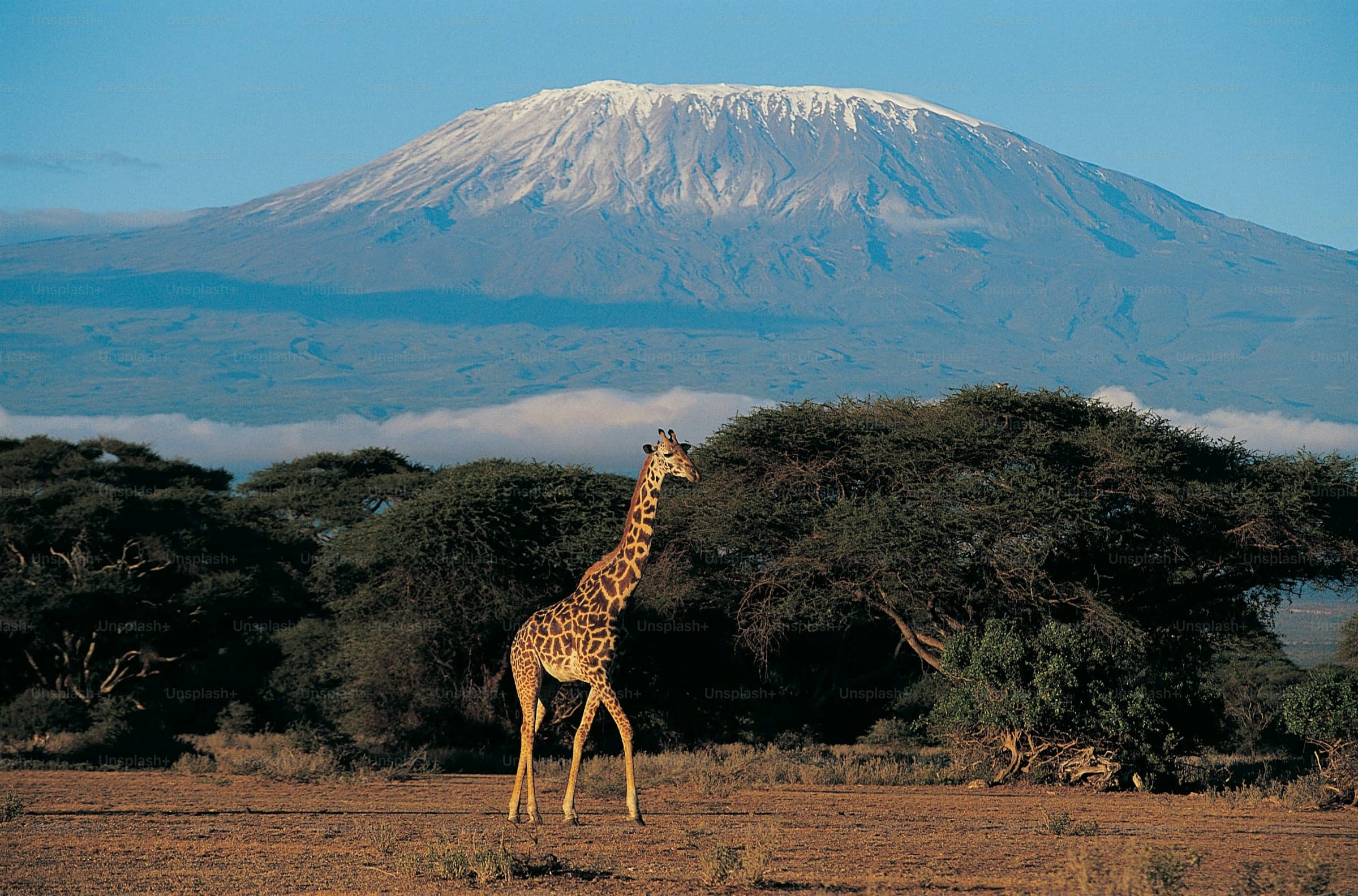 Voyage au Kenya