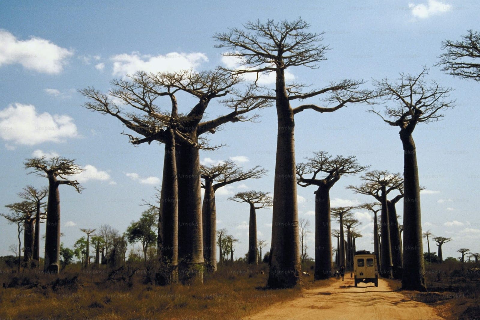 17 jours entre baobabs et lémuriens