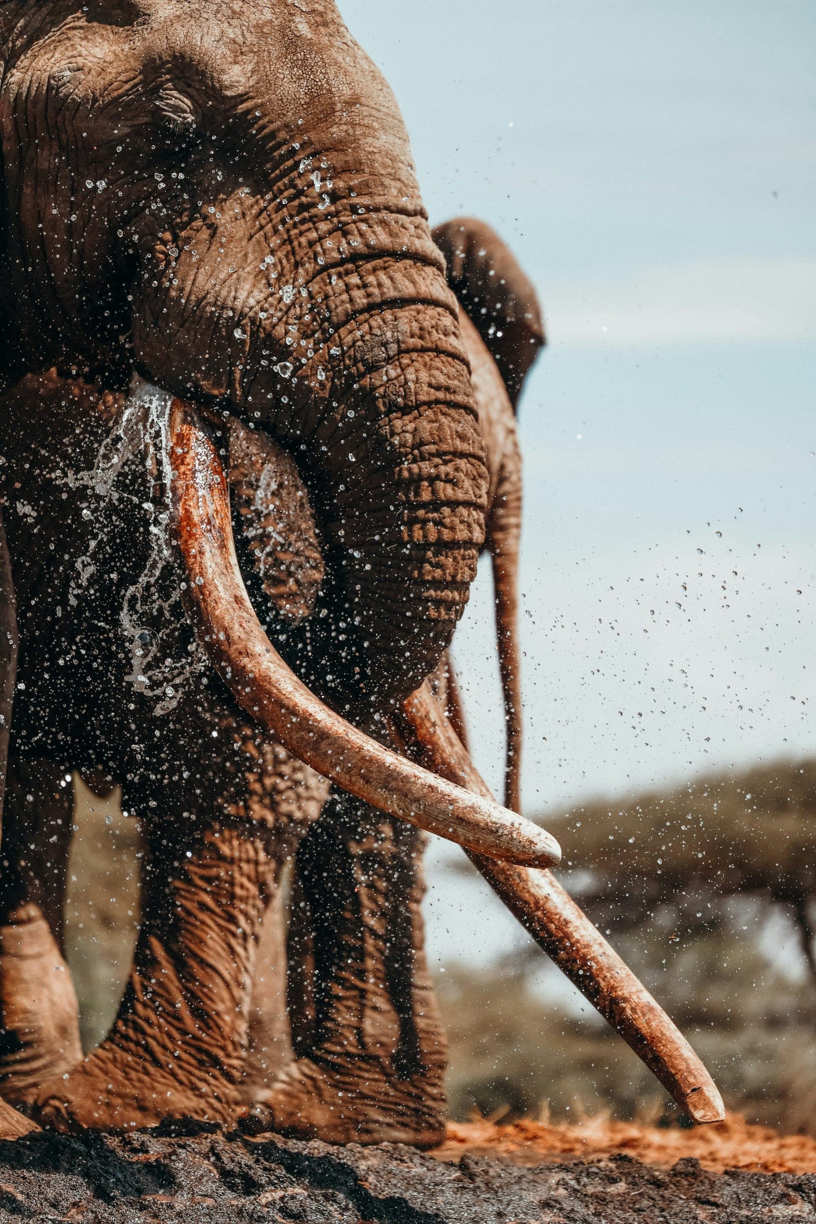Carnet de voyage Kenya