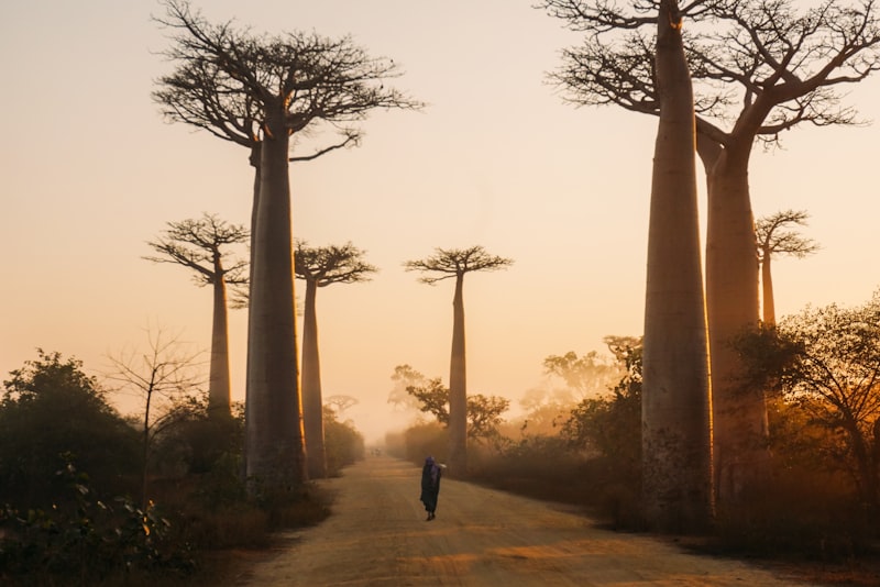 Itinéraire Madagascar - 17 jours entre baobabs et lémuriens