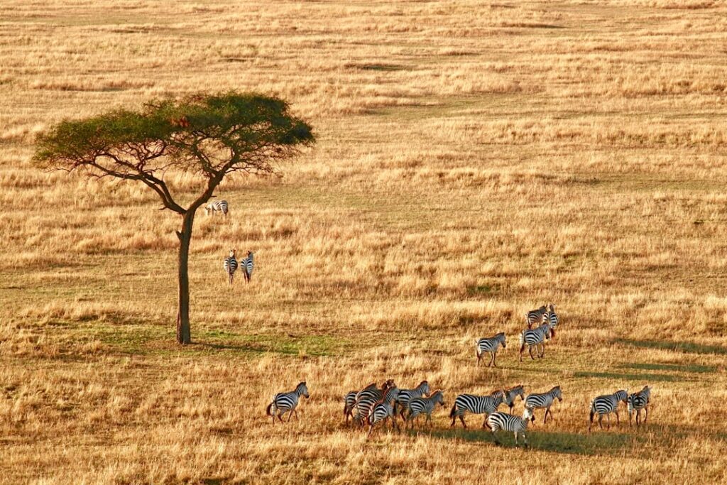 Arusha - Point de départ des safaris
